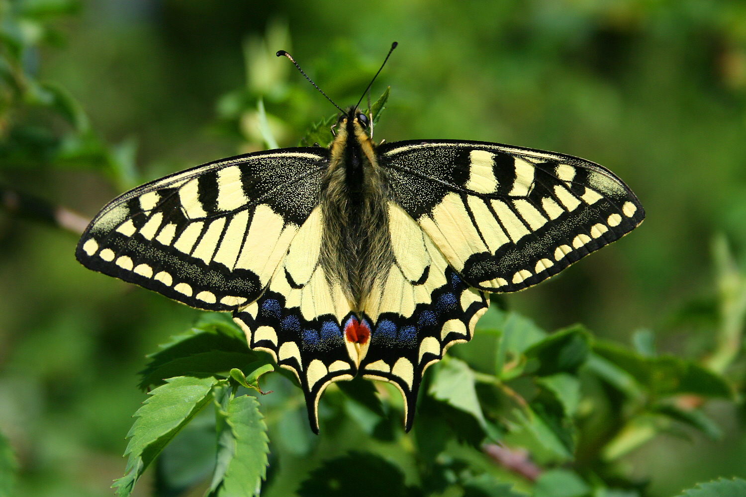 Papilio_Machaon